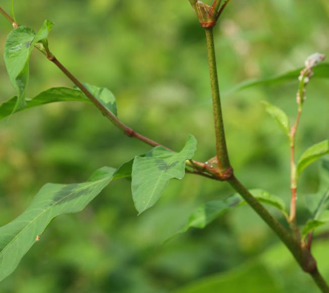 Persicaria lapathifolia / Poligono nodoso